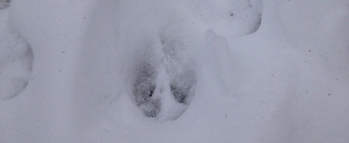 Tracking in your local wilderness