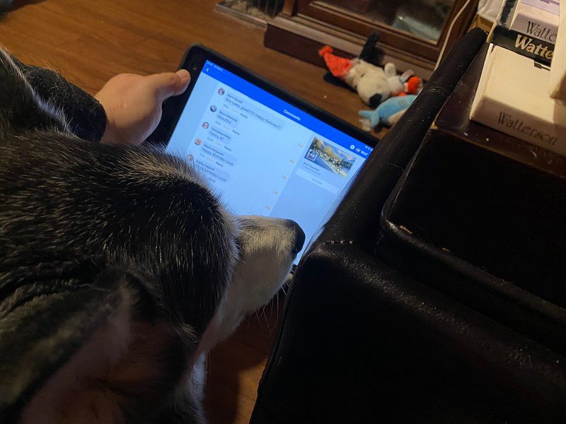 Luna examining her birthday wishes.