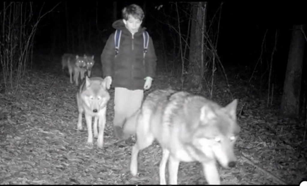 Wolf raised by Wolves