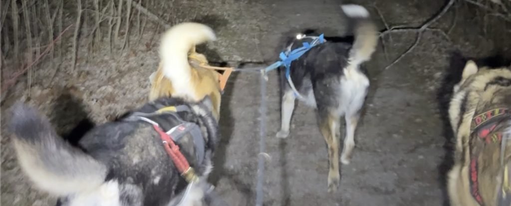 Dog Run November 29-2025